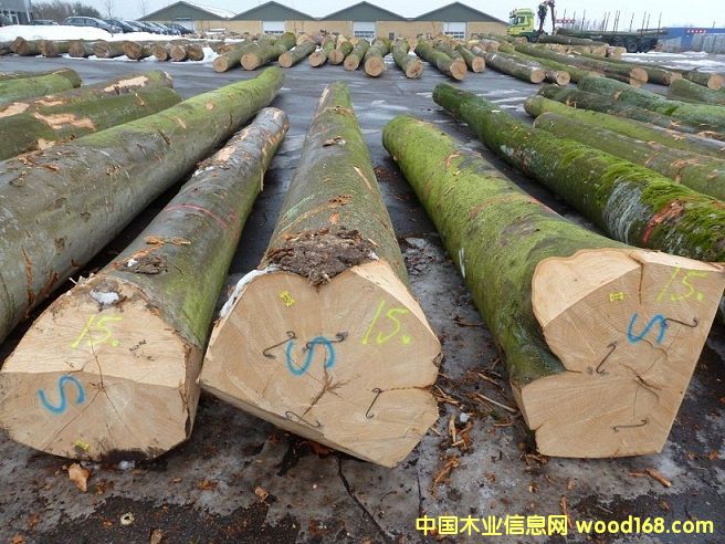 �D����ľ �c���ɷŴ�