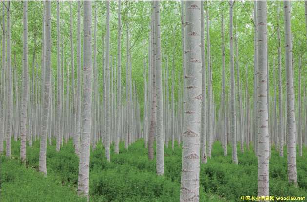 �D������� �c(di��n)���ɷŴ�