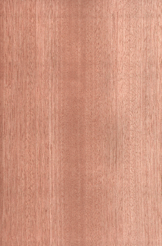 ���Ϙ�ľƤ��ֱ�y��china birch(Q)