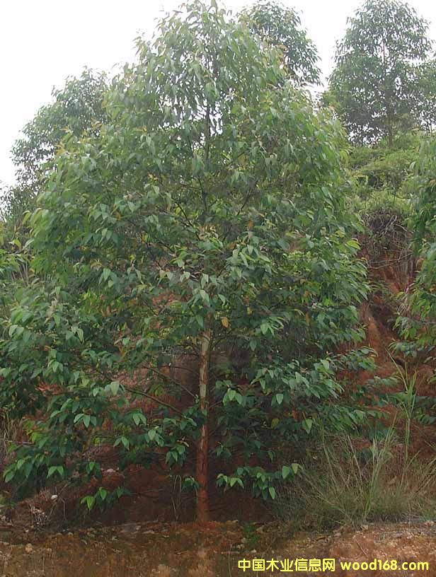 һ��������Ԕ����B