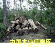 Խ�ϼt��֦��Ԕ����B