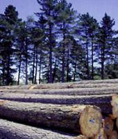 �����mݗ���ɵ�Ԕ��(x��)��B