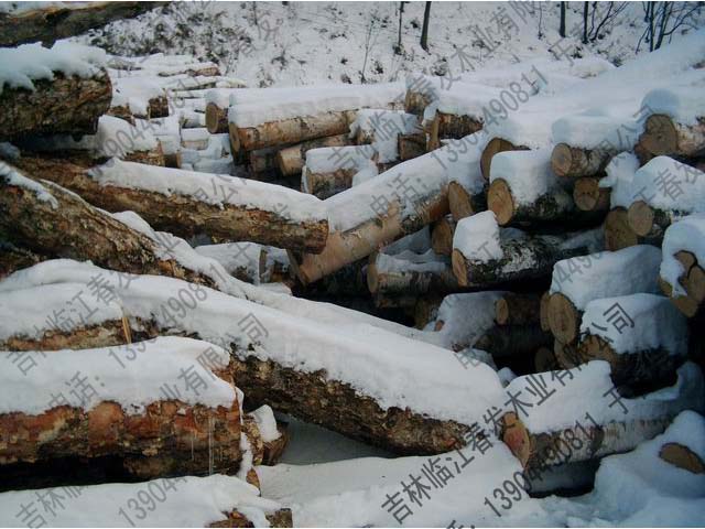 ��ľ ��ľ��Ԕ����B