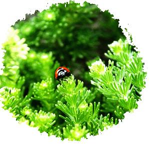 �߼�(j��)ˮ��ľ�����Ԕ��(x��)��B