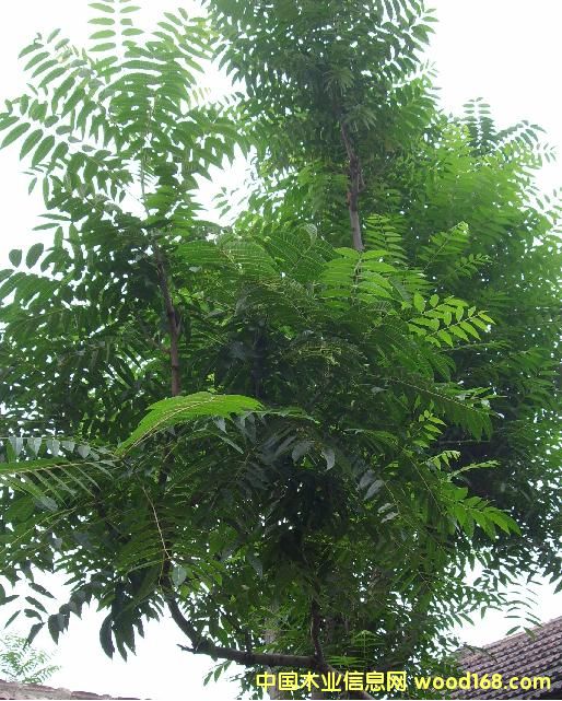 �㴻��Ԕ����B