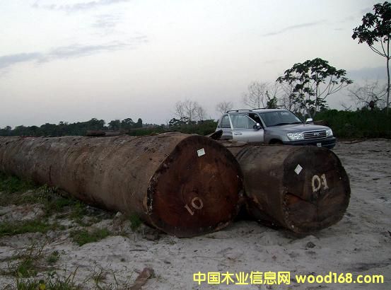 PURPLEHEART(����ľ)��Ԕ����B