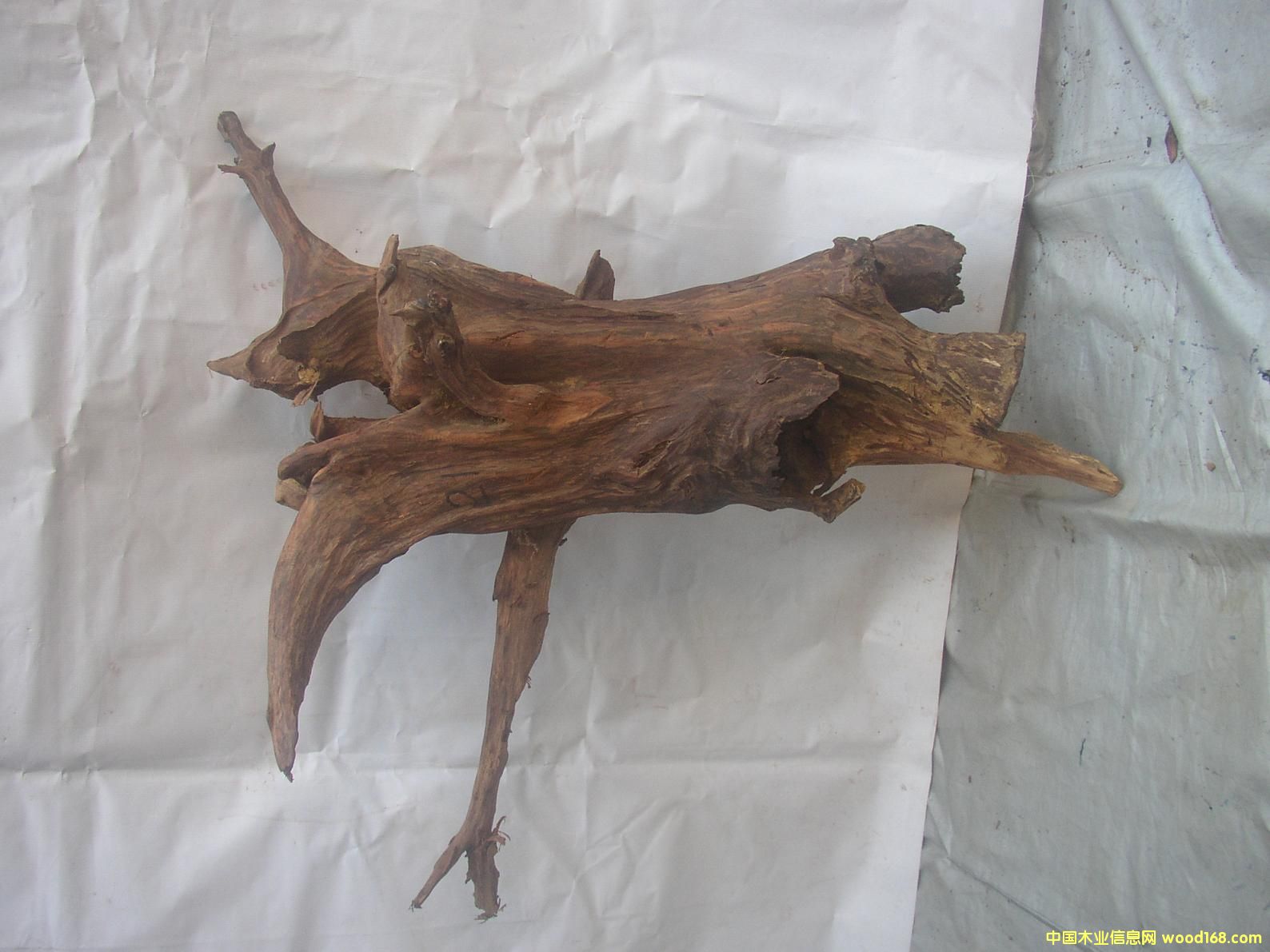 �����S����21#