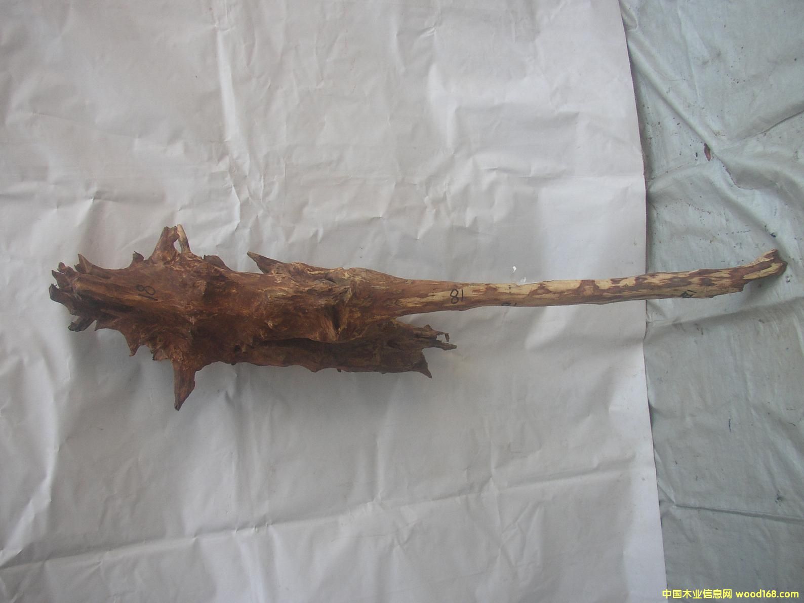 �����S����18#