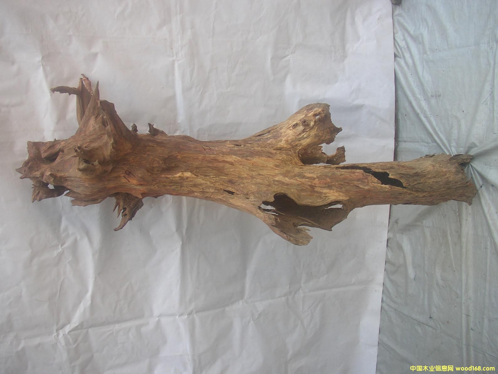 �����S����19#