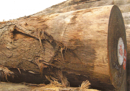 �͵� (BILINGA)��Ԕ��(x��)��B