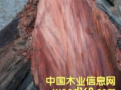 �t��ɼˮ��ľ��Ԕ��(x��)��B