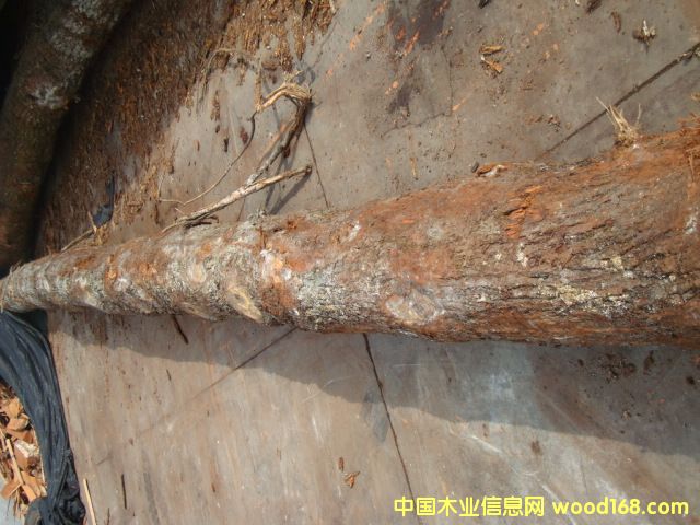 �c���鿴�W��ԭľ3�Ŵ�DƬ