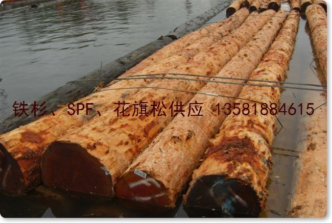 �c���鿴������ Douglas Fir ԭľ K�Ŵ�DƬ