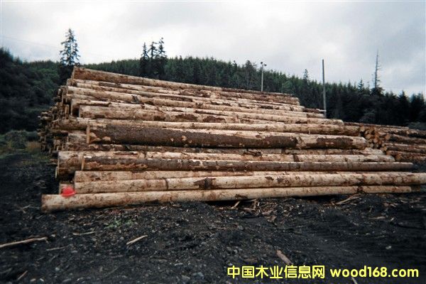 ������ɼ