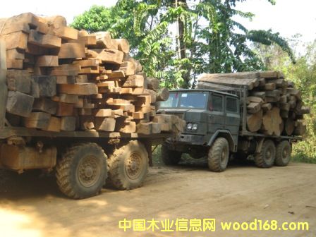 ������ľ