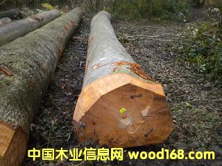 ��ľ �����r(sh��)�ĵ�Ԕ��(x��)��B