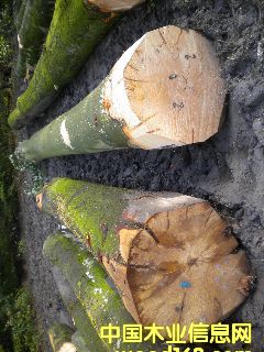 ��ľ ����(gu��)�ĵ�Ԕ��(x��)��B