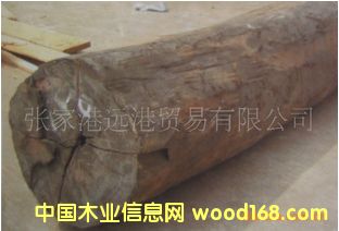 ����(y��ng)��ľ ��̴ Diospyros��Ԕ����B