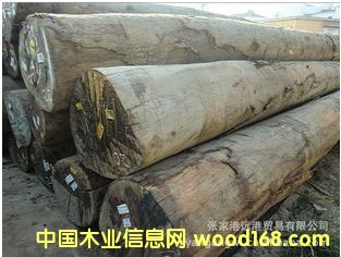 ����(y��ng)��ʰͶ� �T(m��n)�� ����˹ԭľ ��� MGRS