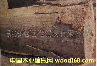 ����(y��ng)�����ԭľ ��� SEM