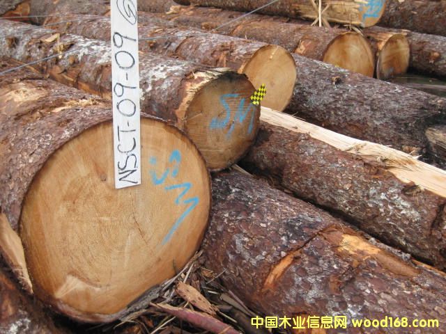 ������ɼ