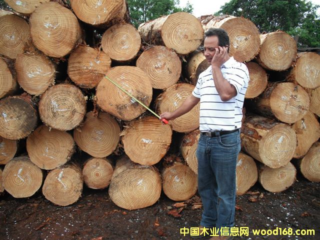 taeda pine 5��Ԕ��(x��)��B