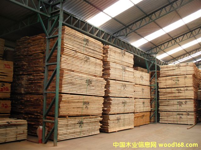 taeda pine 4��Ԕ��(x��)��B