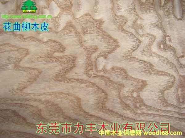 ������ľƤ��Ԕ��(x��)��B