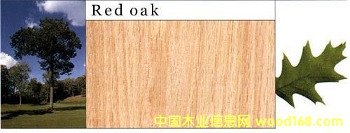 �t��ľ��Ԕ����B