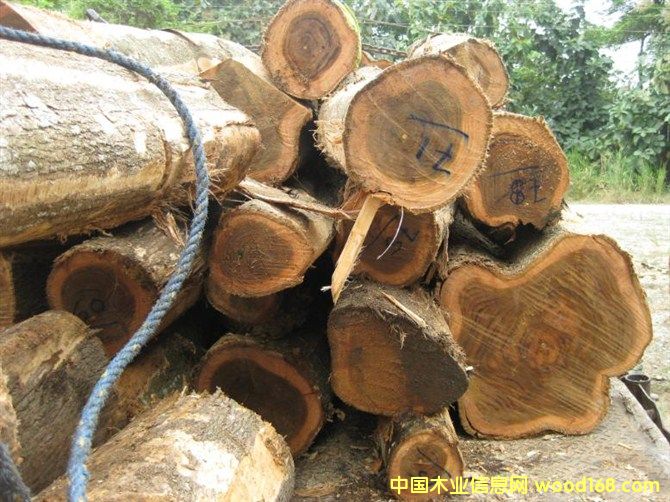 ��������ľ