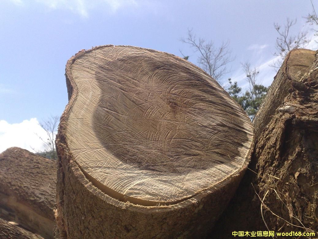 ��˼ľԭľ��acacia