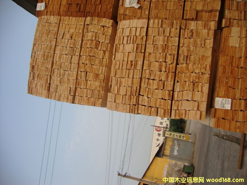 �M��ݗ���� ���1.6cm��� ��Ԕ����B