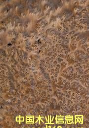 ��犰ص�Ԕ��(x��)��B