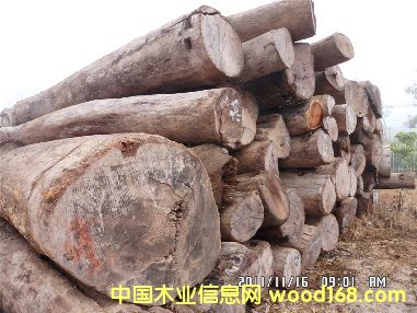 �ϓ���֦ԭľ��Ԕ��(x��)��B