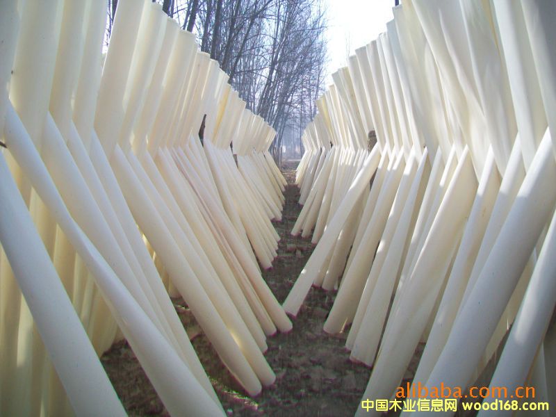 ��ľƯ����Ƥ��Ԕ��(x��)��B