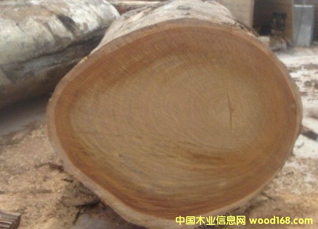 ���޲��}��������Erythrophleum---�M(j��n)�ڈ��P(gu��n)������Ԕ��(x��)��B