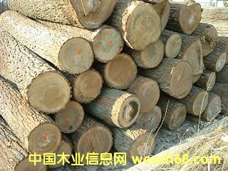 �����m��ľԭľ��Ԕ��(x��)��B