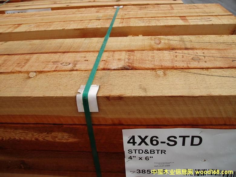 紅雪松的詳細(xì)介紹