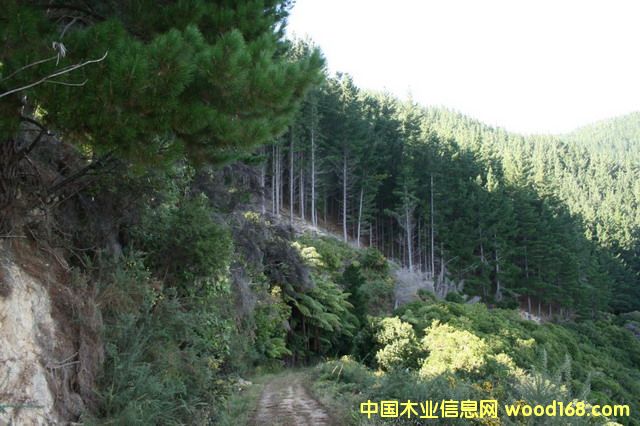 �����mݗ����ԭľ��Ԕ����B