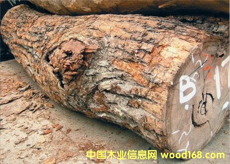 �M��Ӣ����������Ѫ��/��ľԭľľ���M�ڈ��P��Ԕ����B