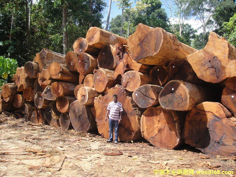 馬來油丹的詳細(xì)介紹