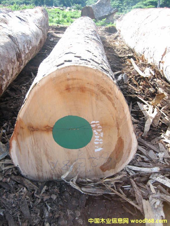 Pachyloba ����ľ��Ԕ����B