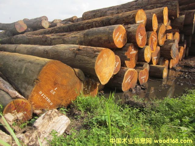 Bilinga �͵�ľ�������Sđľ