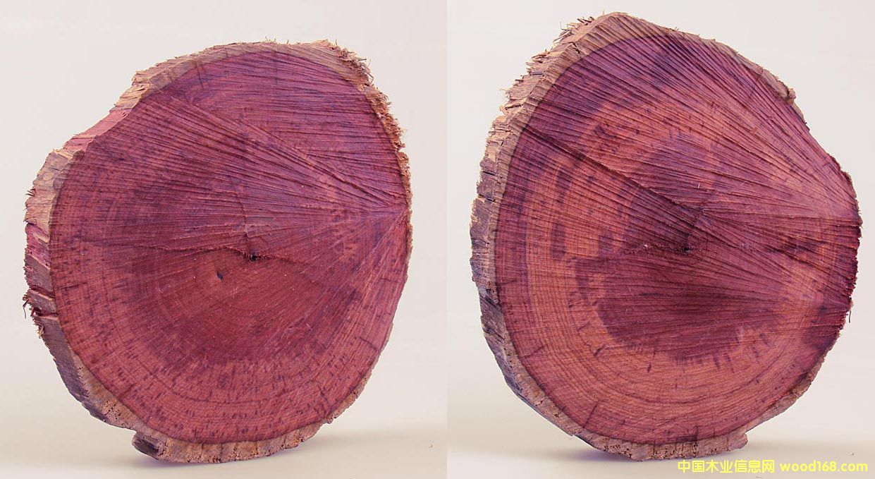 ��֦ľ��Ԕ��(x��)��B