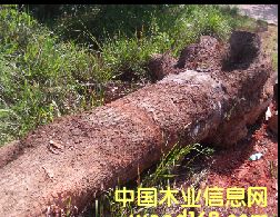 ��(y��u)�|(zh��)��ľ