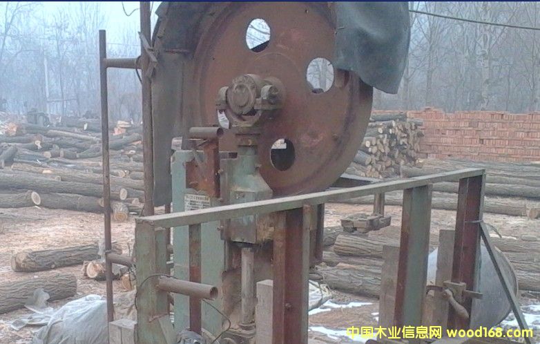 槐樹的詳細(xì)介紹