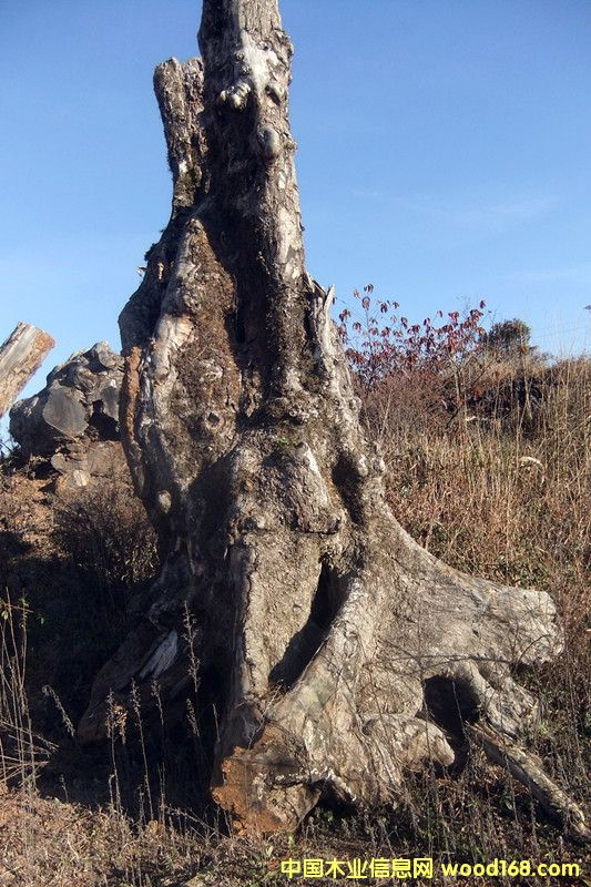 �ľ��Ԕ����B