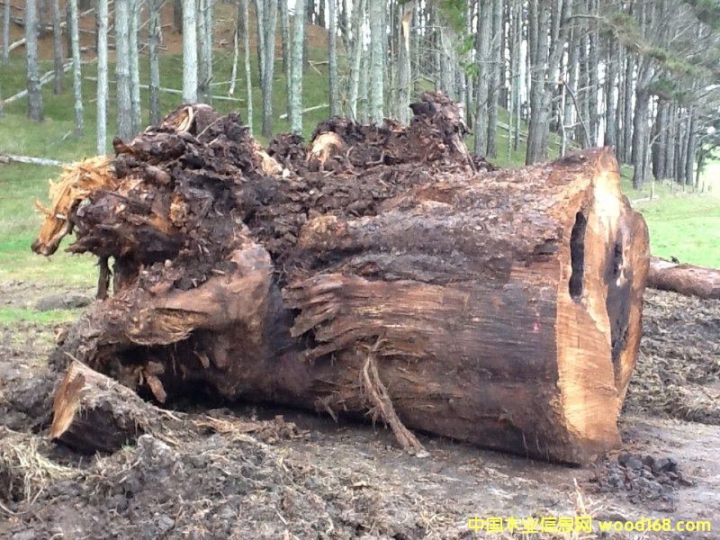 �����mؐ��ɼ�����Ԕ��(x��)��B