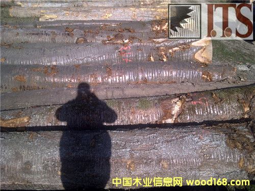 ����ԭľ��Ԕ��(x��)��B