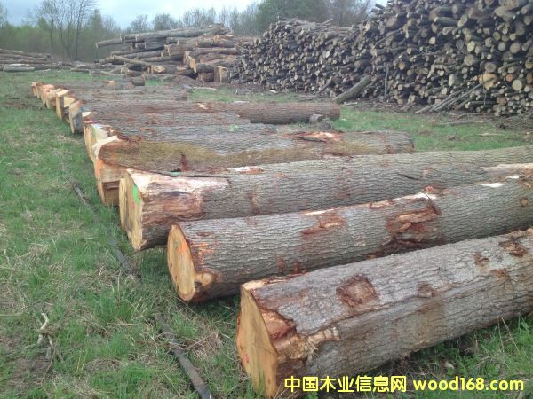 ��Ͱ�ð���ľ